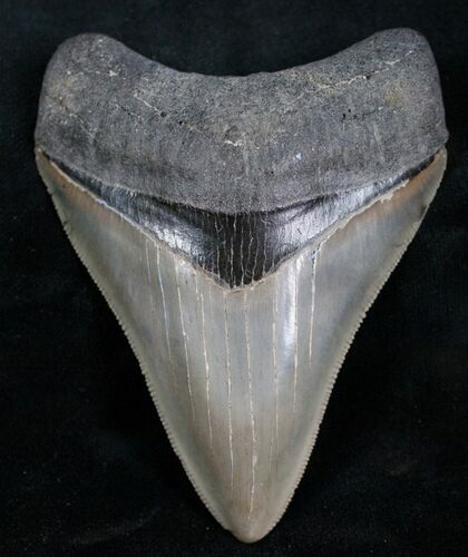 Beautiful, Glossy Megalodon Tooth #7272